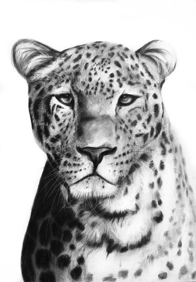 Leopard Drawing by Margaux Cornelissen - Fine Art America