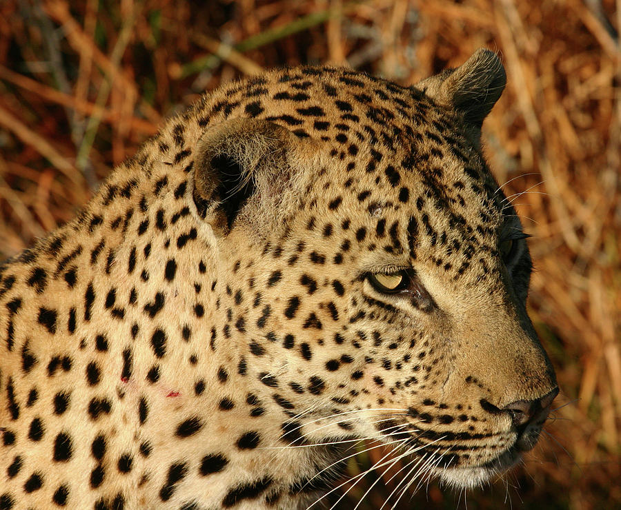 Leopard Photograph by Michelle Halsey