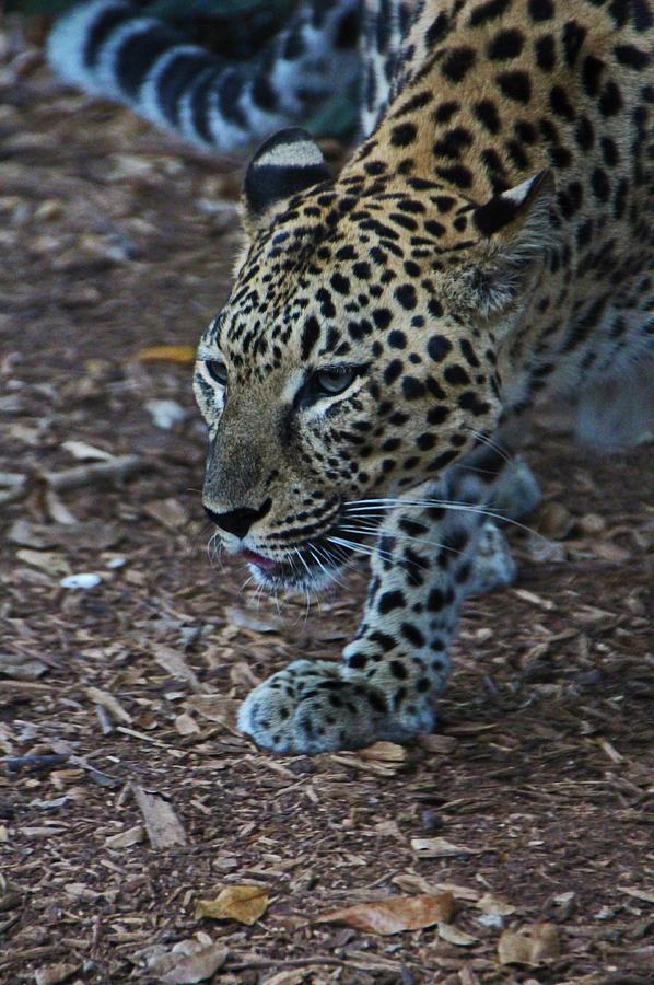 Leopard Photograph by Michiale Schneider