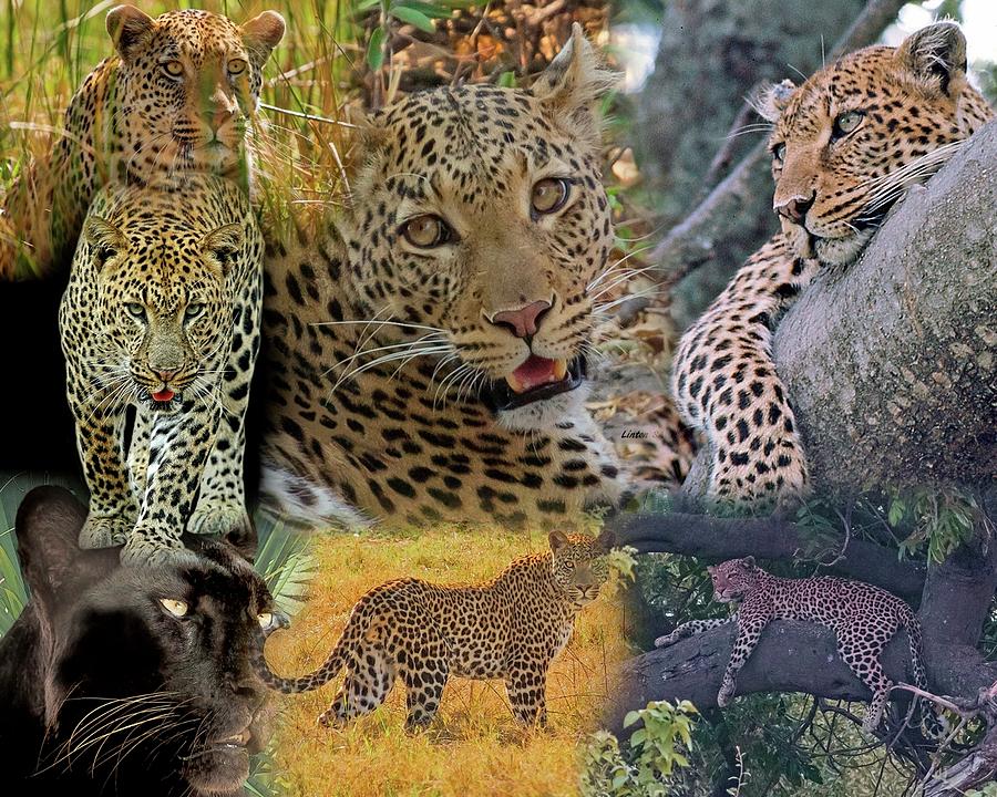 Leopard Montage Photograph by Larry Linton