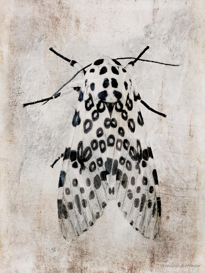Leopard Moth Minimalist Nature Photograph by Melissa Bittinger