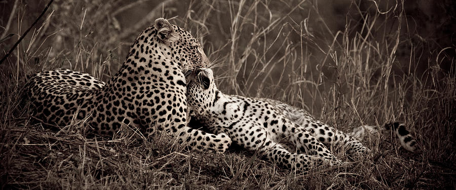 Wildlife Photograph - Leopard Mother and Cub by Tim Booth