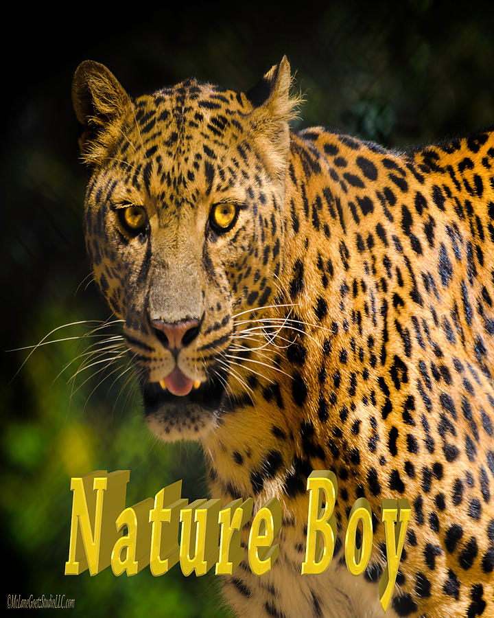 Wildlife Photograph - Leopard Nature Boy by LeeAnn McLaneGoetz McLaneGoetzStudioLLCcom