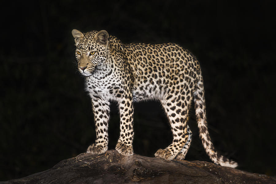 Leopard Photograph - Leopard by Neville Jones