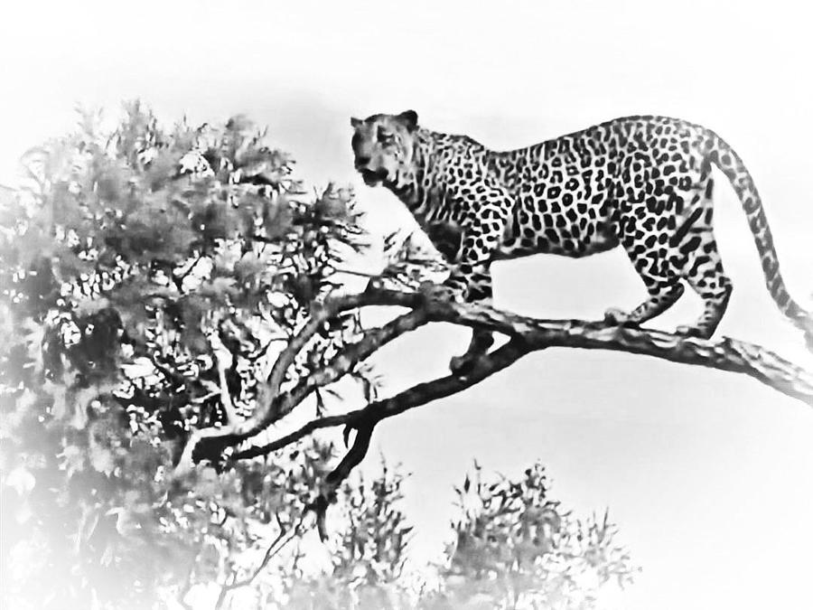 Leopard on Branch Photograph by Gini Moore
