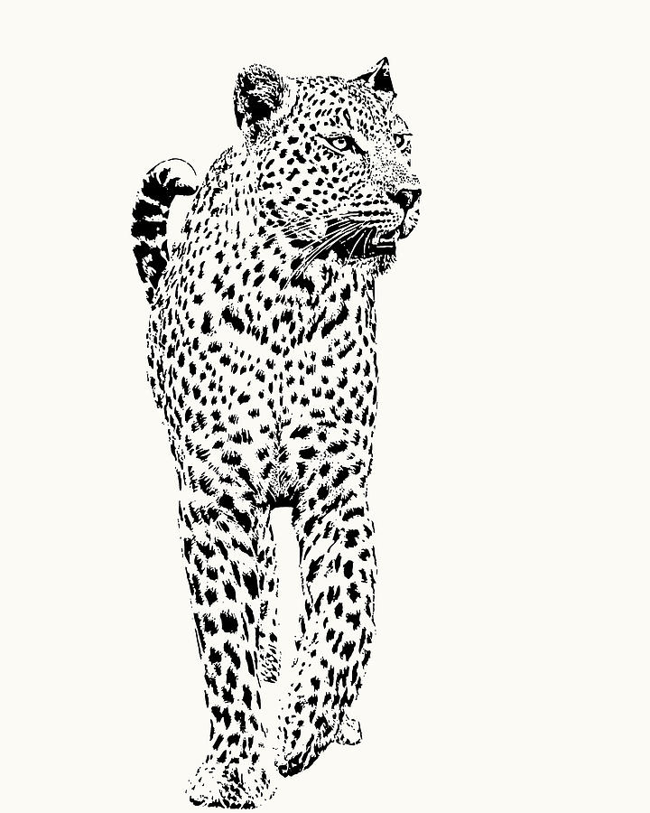 Leopard Photograph - Leopard on Patrol, Front-on View by Scotch Macaskill Leopard Photograph - Leopard on Patrol, Front-on View by Scotch Macaskill