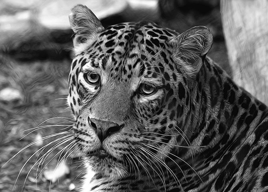 Leopard Painted Black and White Photograph by Judy Vincent