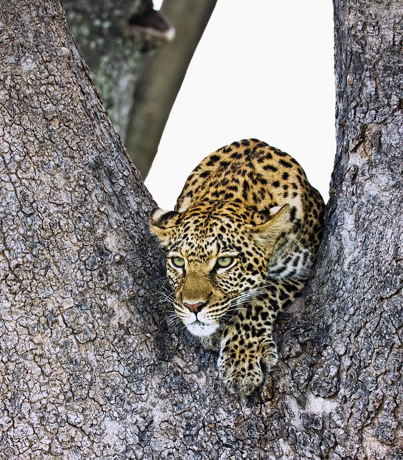 Leopard Panthera Pardus Photograph by Carson Ganci