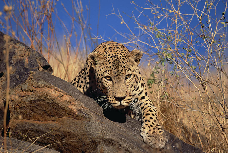 Leopard Panthera Pardus Climbing Photograph by Konrad Wothe