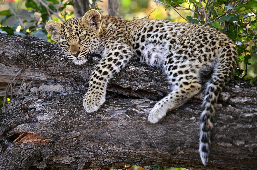 Leopard Panthera Pardus Cub Resting Photograph by Sergey Gorshkov