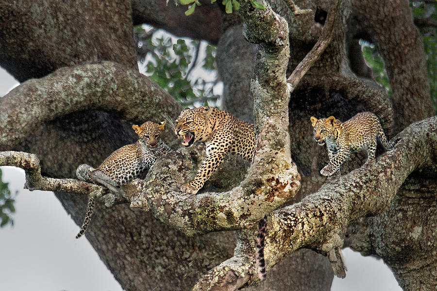 Leopard Panthera Pardus Family On Tree Photograph by Panoramic Images - Fine Art America