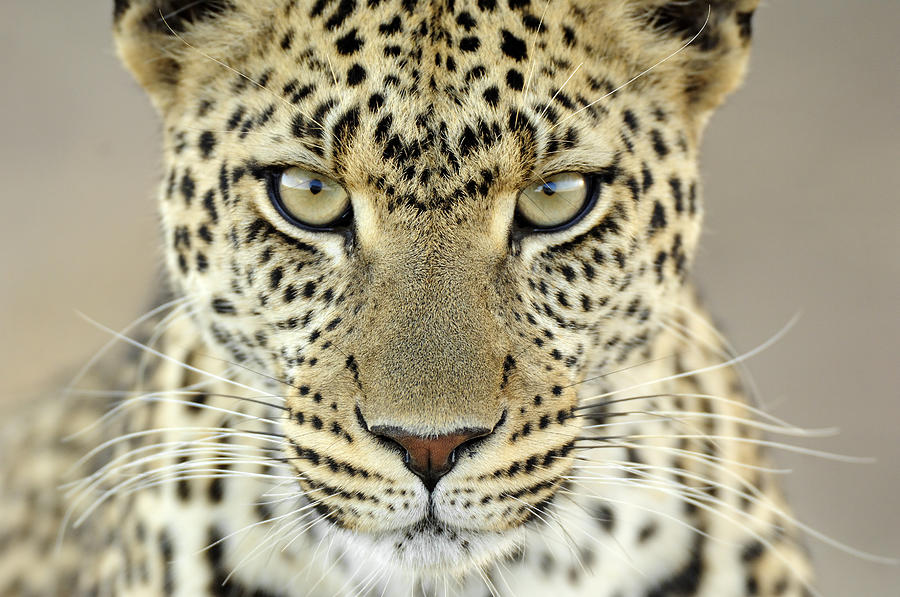 Leopard Panthera Pardus Female Photograph by Martin Van Lokven