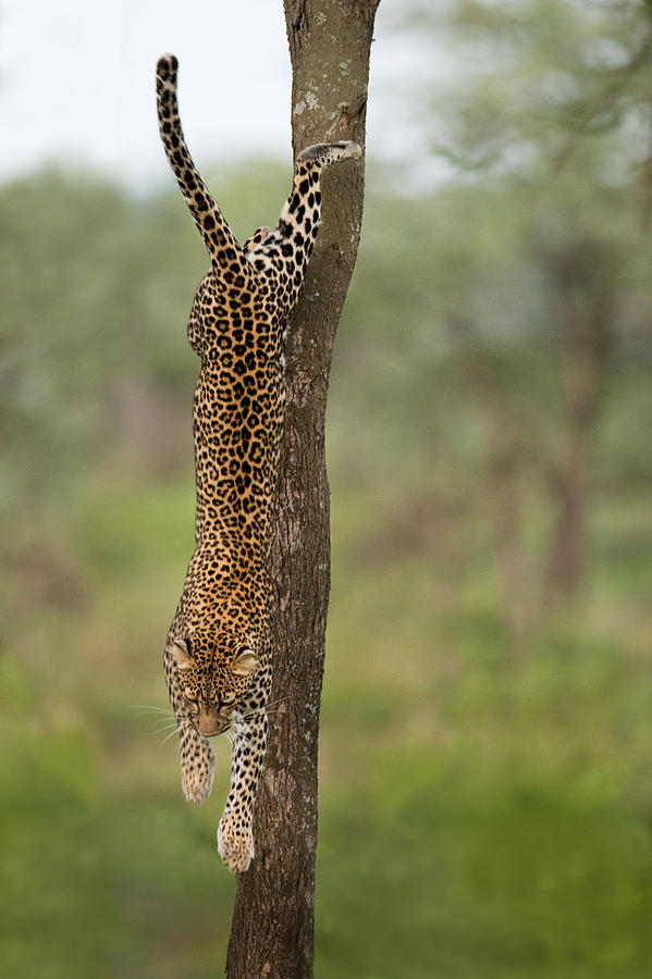 Nature Photograph - Leopard Panthera Pardus Jumping by Panoramic Images