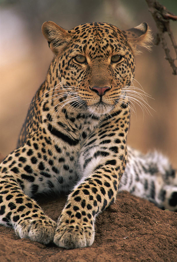 Leopard Panthera Pardus, Masai Mara Photograph by Anup Shah