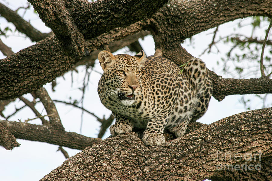 leopard Panthera pardus on a tree.  Photograph by Gilad Flesch