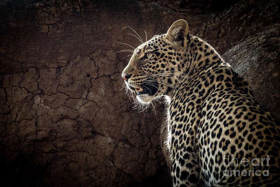 Leopard Photograph by Patti Schulze