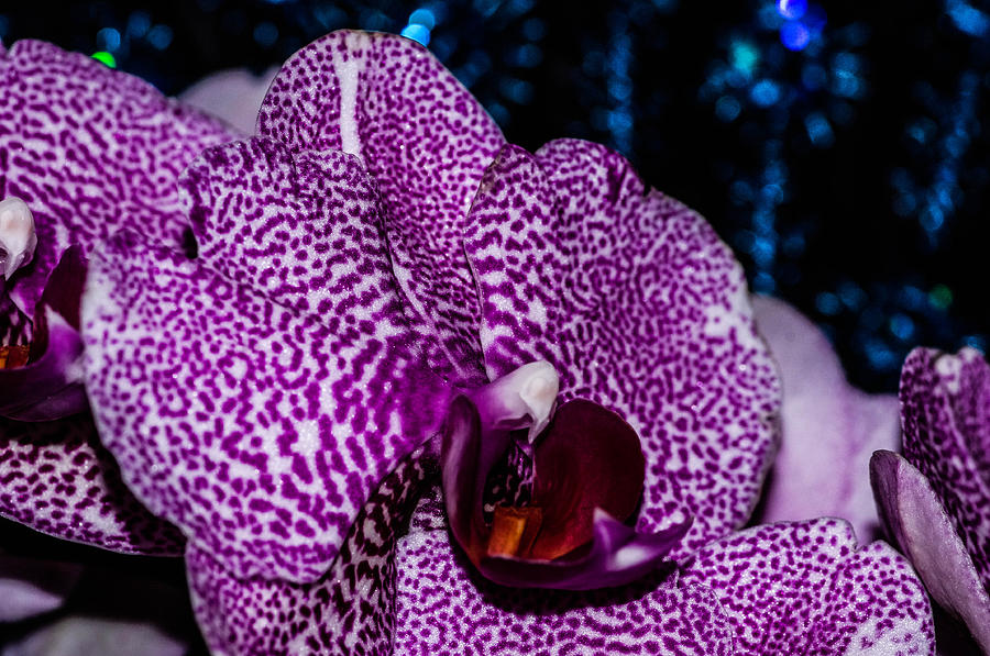 Orchid Photograph - Leopard pink orchid  by Gerald Kloss