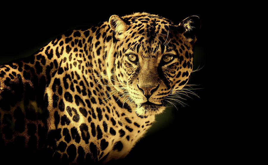 Leopard Photograph by Mountain Dreams