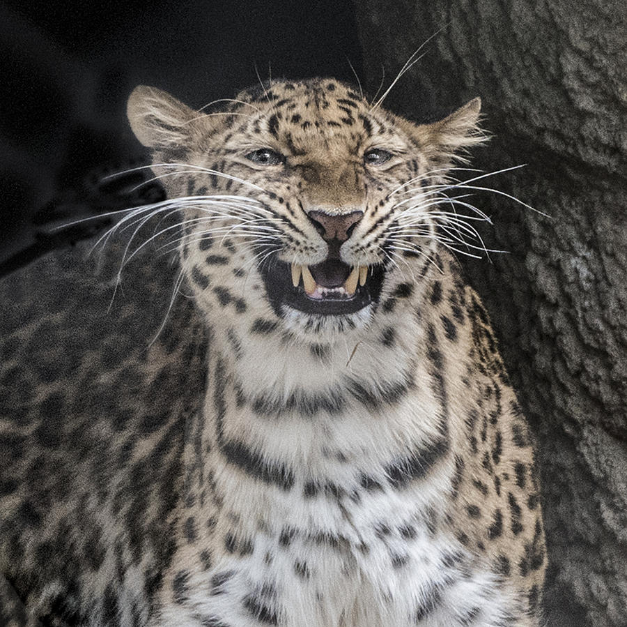 Leopard  Portrait Closeup Photograph by William Bitman