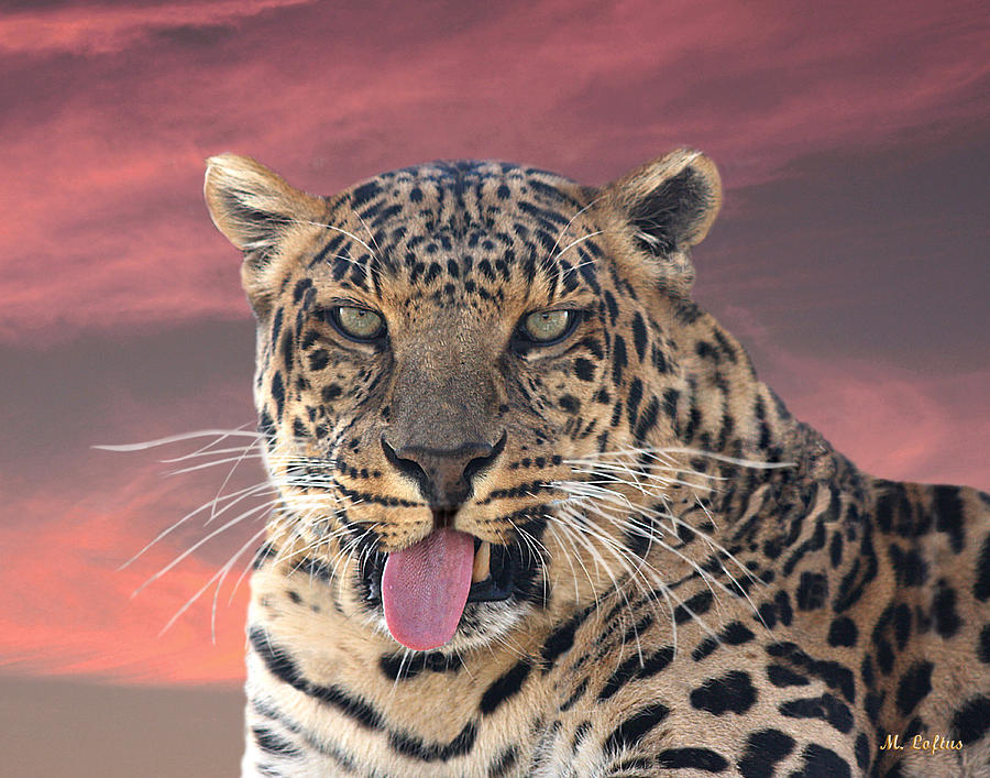 Leopard Portrait II Photograph by Michele A Loftus