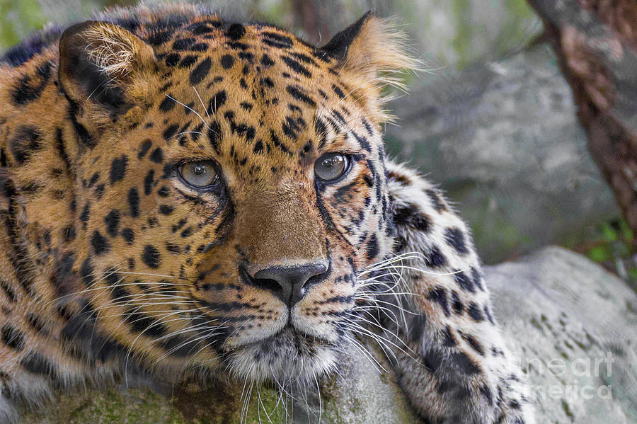 Leopard Portrait Photograph by Kimberly Blom-Roemer