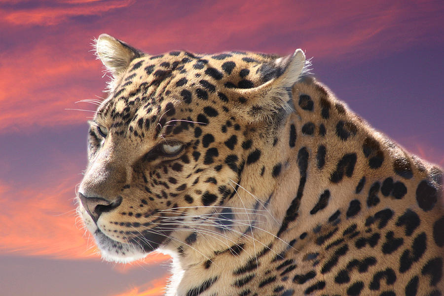 Leopard Portrait Photograph by Michele A Loftus