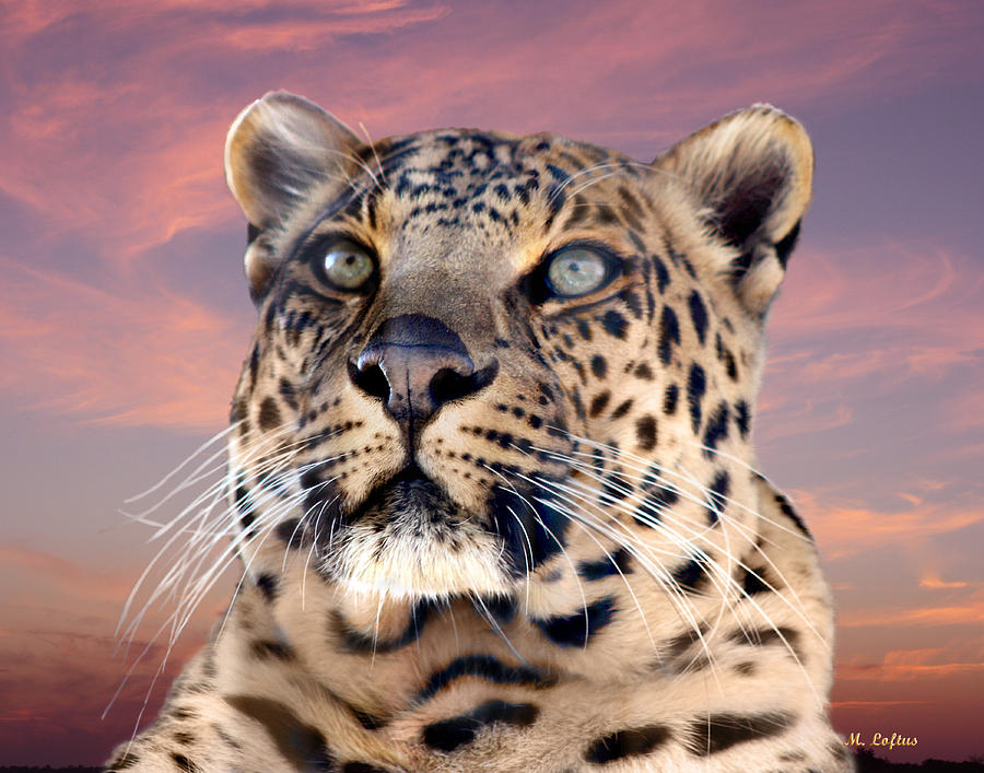 Leopard Portrait Number 3 Photograph by Michele A Loftus