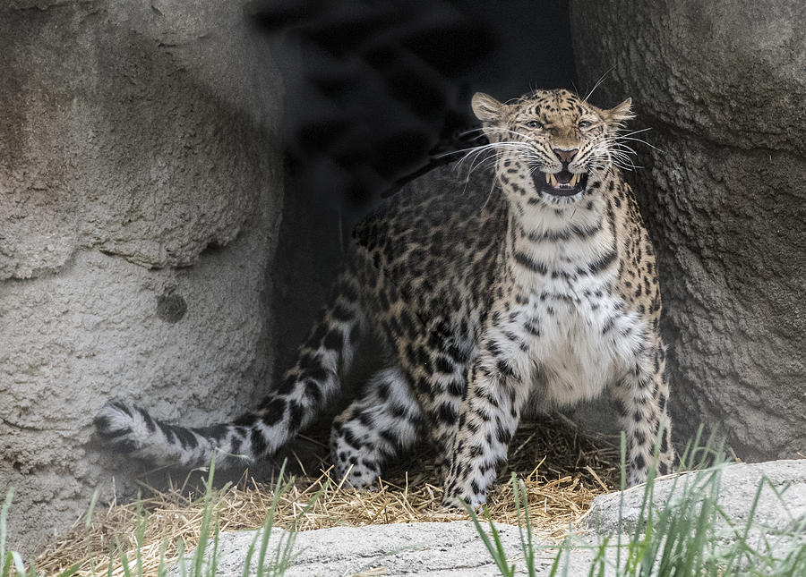 Leopard Portrait Photograph by William Bitman