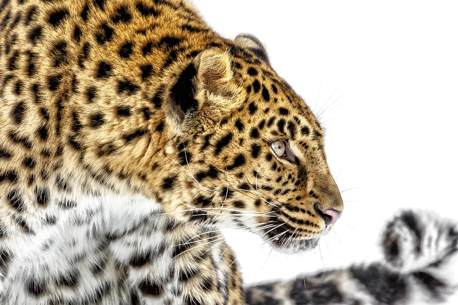 Leopard Profile Photograph by Wes and Dotty Weber