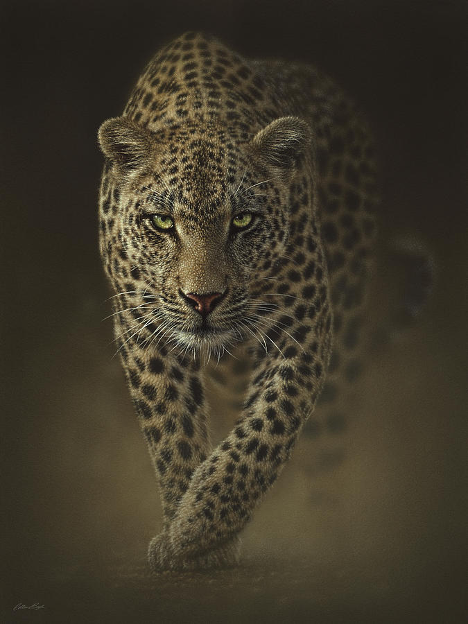 Leopard Prowling - Savage Painting by Collin Bogle