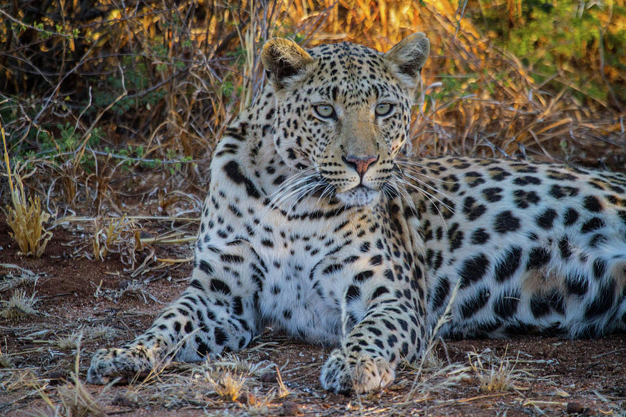 Leopard Photograph by Randy Green