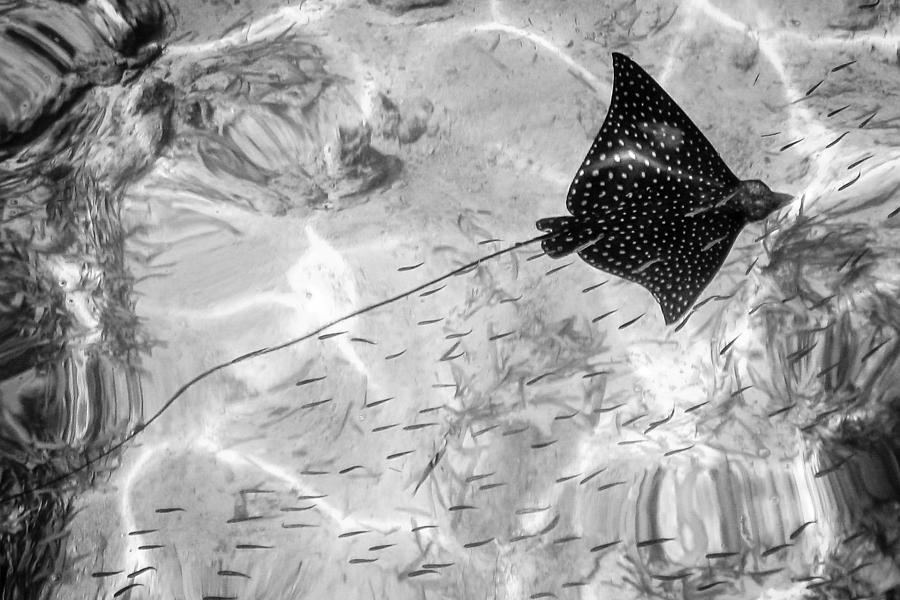 Leopard Ray in Belize Photograph by Gregory Daley  MPSA
