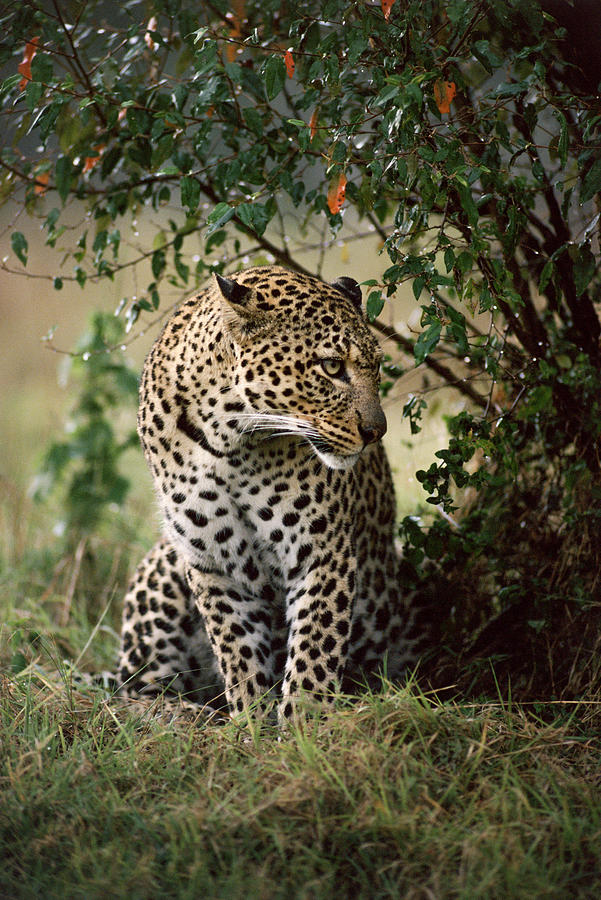 Leopard Refuge Photograph by Howie Garber - Fine Art America