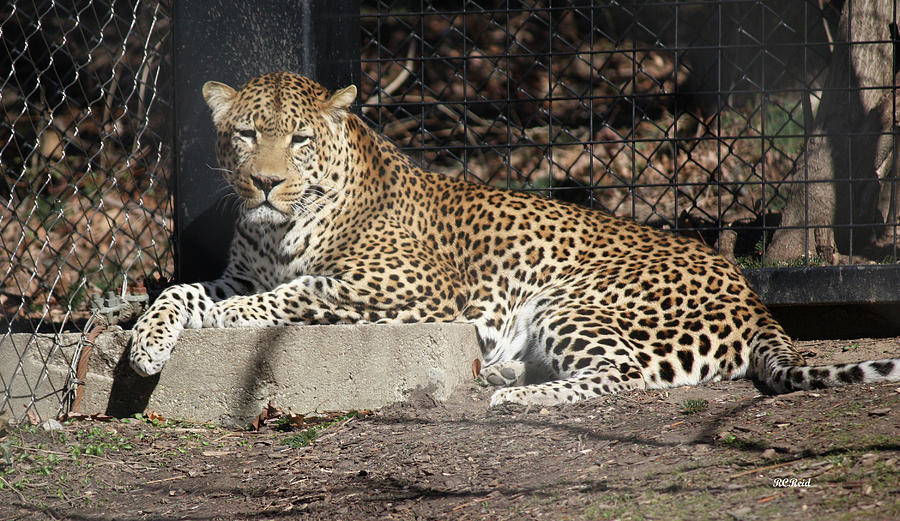 Leopard Relaxing Photograph by Ronald Reid