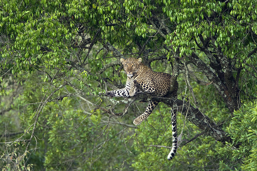 Leopard Resting In Tree Masai Mara Kenya Photograph by Suzi Eszterhas