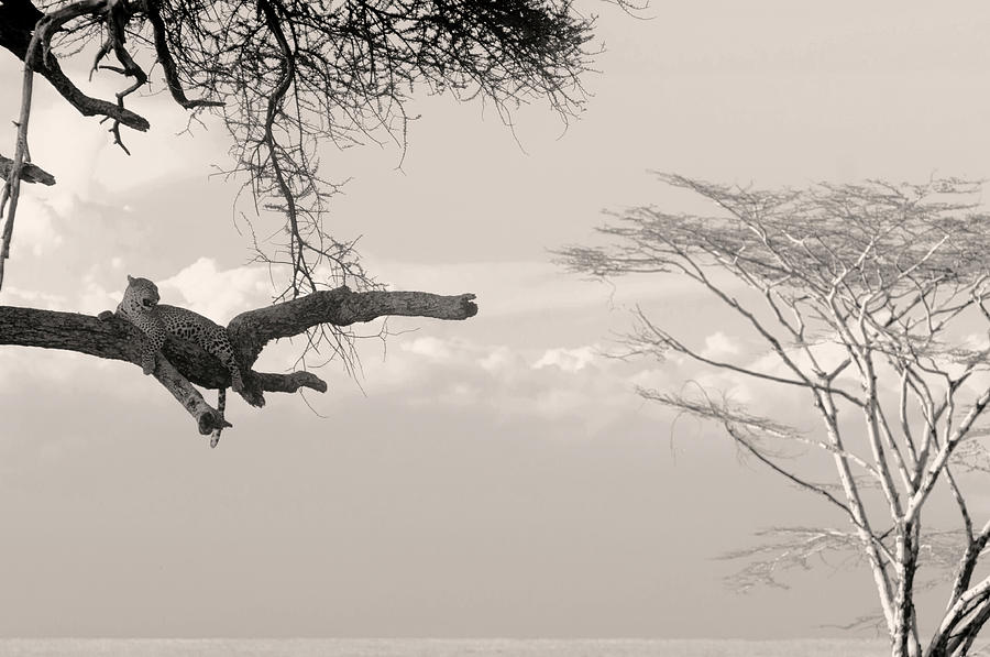 Leopard resting on a tree by Stefano Buonamici Leopard resting on a tree by Stefano Buonamici