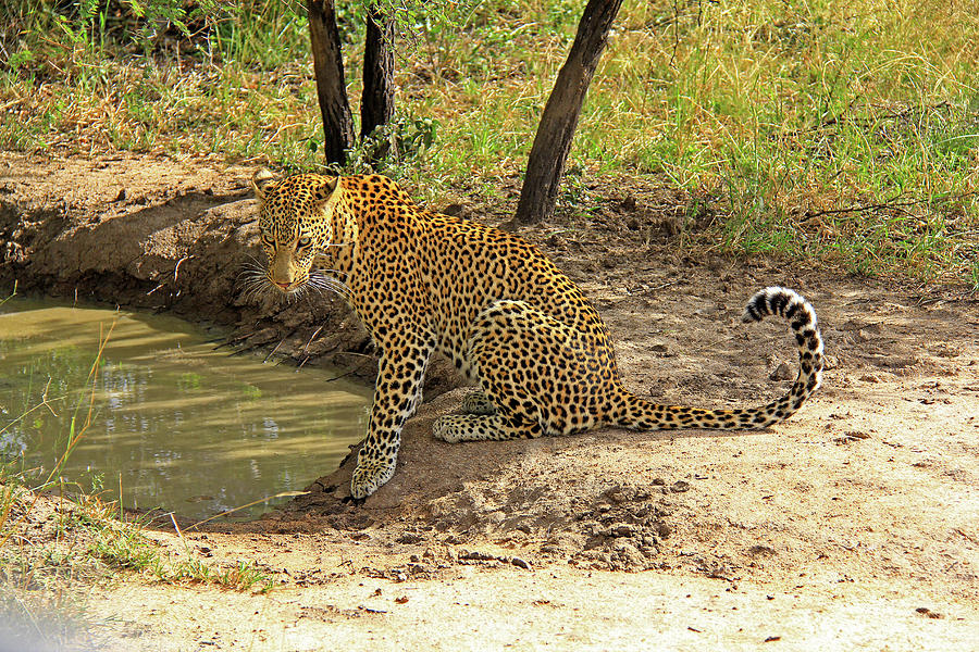 Leopard Photograph by Richard Krebs