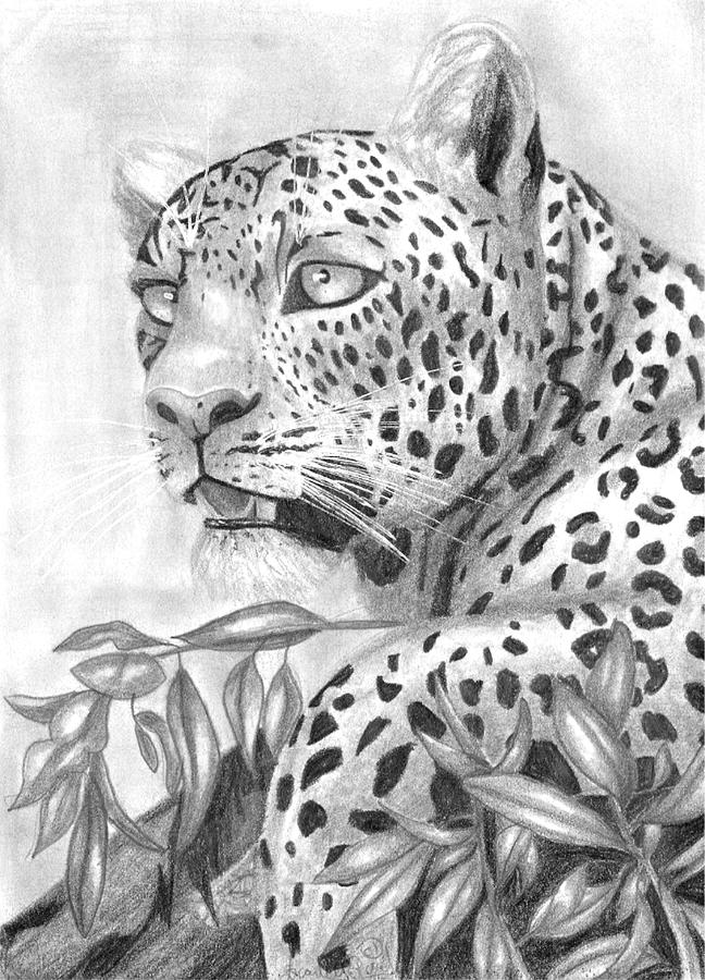 Leopard  Drawing by Scarlett Royale