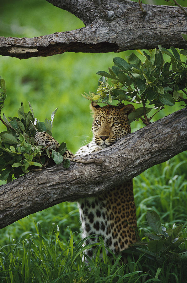 Leopard Scent Marking Tree Photograph by Gerry Ellis