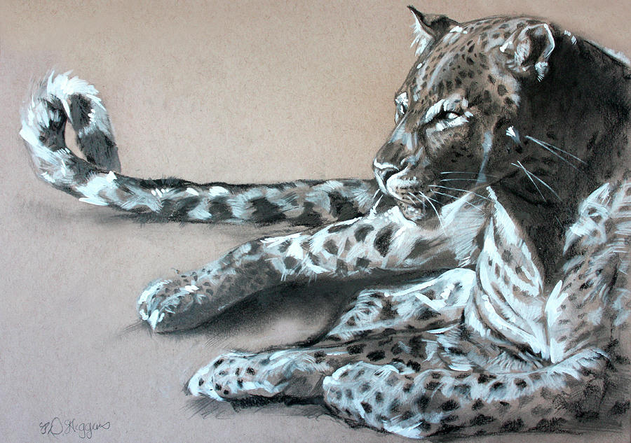 Leopard Drawing - Leopard Sketch by Derrick Higgins