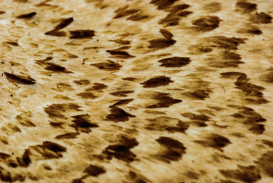 Leopard Skin - 0598 by G L Sarti Leopard Skin - 0598 by G L Sarti