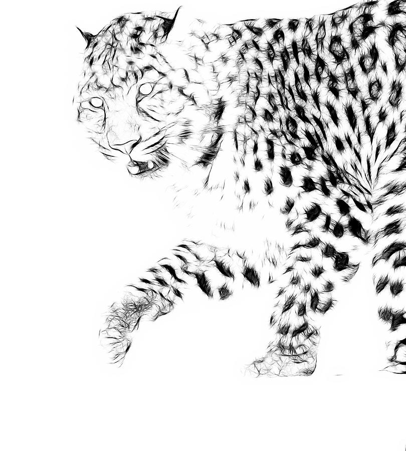 Leopard Spots Black and White Photograph by Steve McKinzie