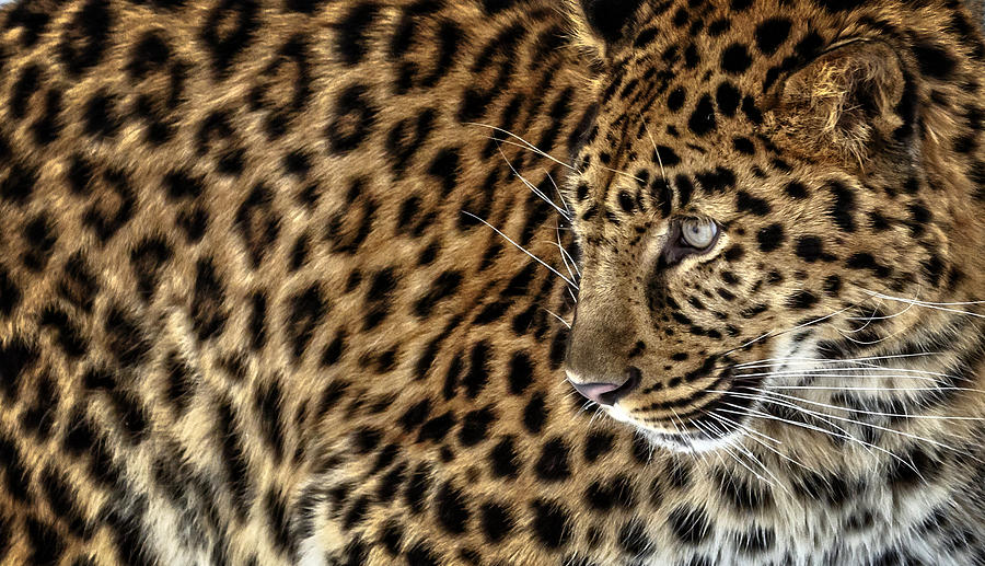 Leopard Spots Photograph by Wes and Dotty Weber