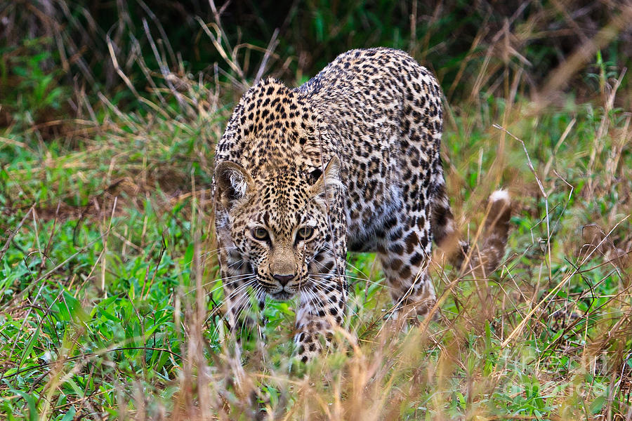 Leopard Stare Through the Grass Photograph by Jennifer Ludlum
