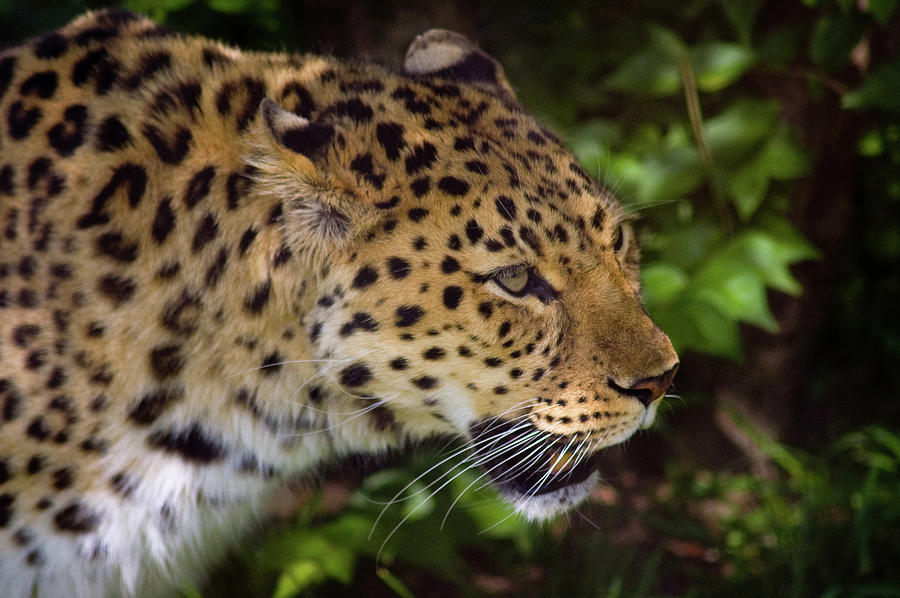 Leopard Photograph by Steve Stuller