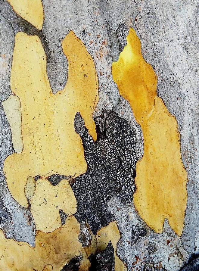 Abstract Photograph - Leopard Tree Bark Abstract 6 by Denise Clark