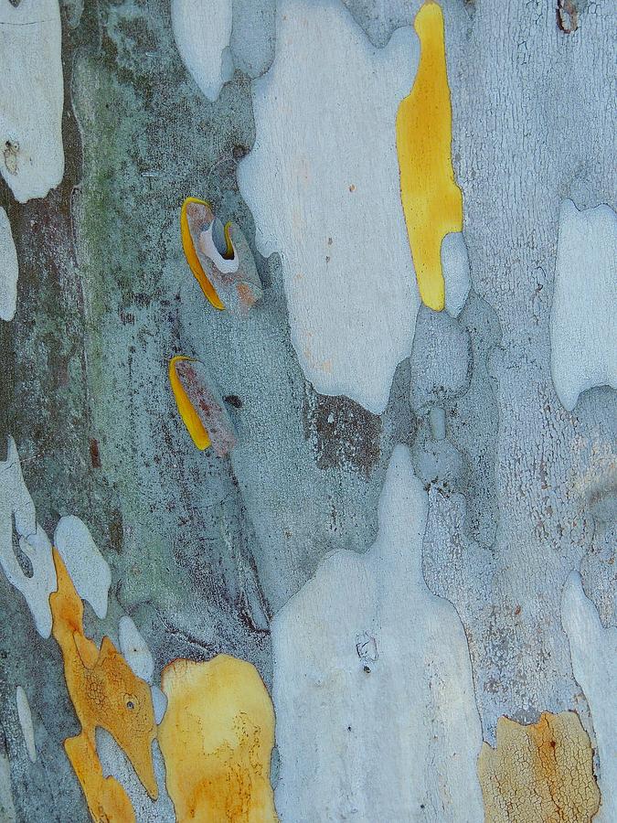 Leopard Tree Bark Abstract no 1 Photograph by Denise Clark