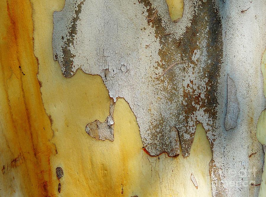 Leopard Tree Bark Abstract No.3 Photograph by Denise Clark