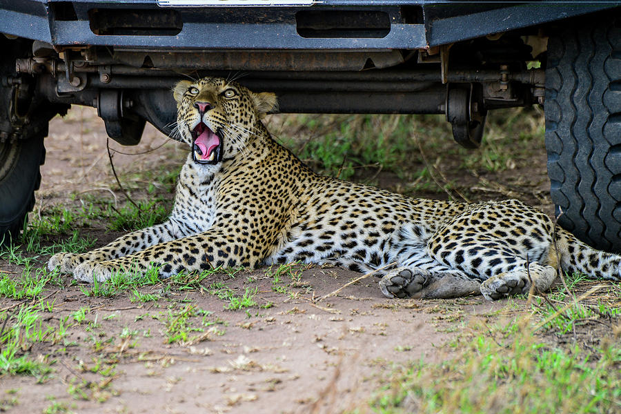 Leopard Under a Land Cruiser Photograph by Marilyn Burton