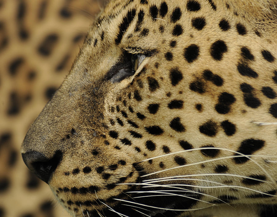 Leopard Upclose Photograph by Keith Lovejoy